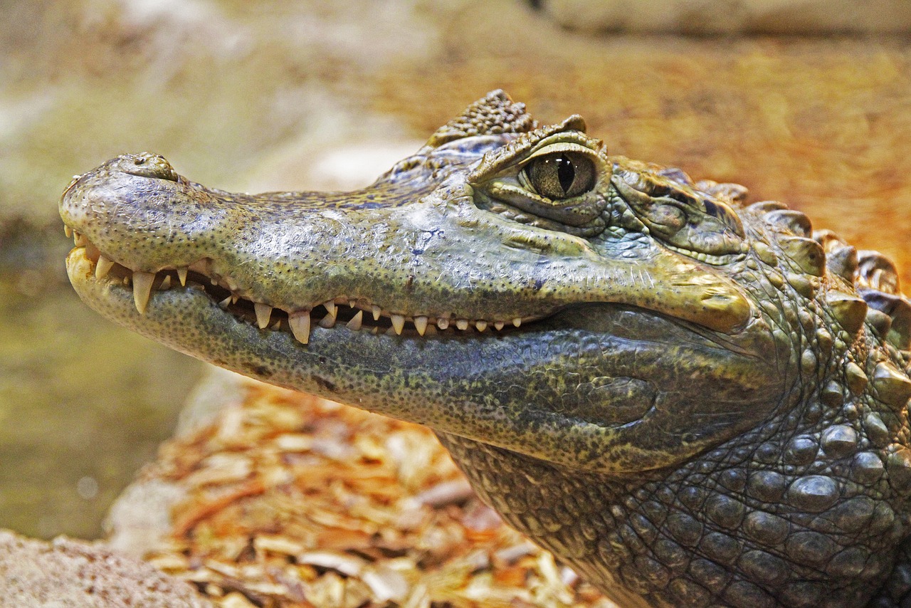 Wildlife Watching in the Everglades National Park